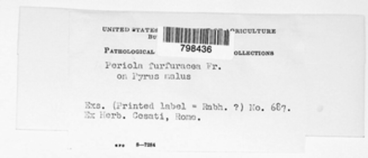 Phacidiopycnis furfuracea image